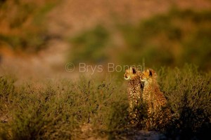 Baby Cheetah5
